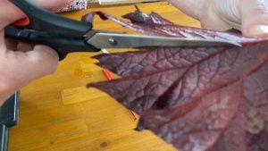 Размножение бегоний фрагментами листа и черенками!!!