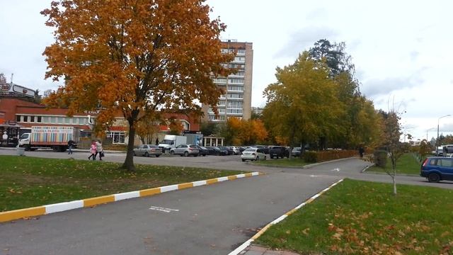 Вот такой клен осенью должен быть расцветки смотреть онлайн