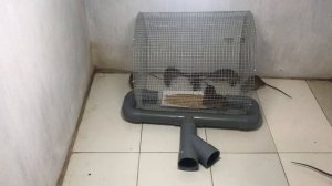 Мышеловка 2020 / Мышеловка Самодельная /Мышеловка ловит много крыс