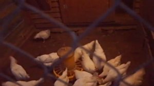 Мини-мясные куры - универсальная порода для подсобного хозяйства\Плюсы мини-мясных кур