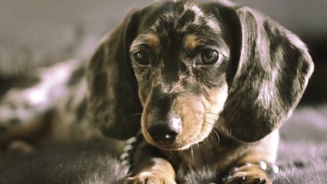 The Bizarre History Of The Man-Eating Spanish War Dogs смотреть онлайн