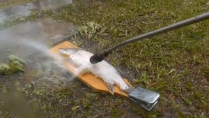 Чищу щуку от чешуи кёрхером для автомойки. Очень быстро и чисто