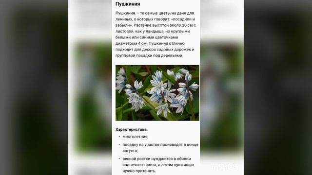 неприхотливые цветы для дачи однолетние и многолетние с описанием смотреть онлайн