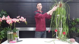 Эпифиллум - секреты ухода и выращивания в домашних условиях. Почему не цветет и желтеют листья.