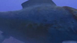 ТОП 5 САМЫХ СТРАШНЫХ И ЗАГАДОЧНЫХ ЗВУКОВ ЗАПИСАННЫХ НА ДНЕ ОКЕАНА