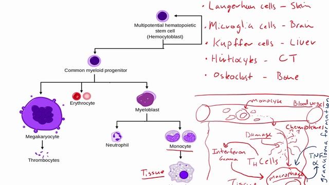 USMLE RX - 5.Гематология и онкология - 1.Анатомия - 11.Макрофаги