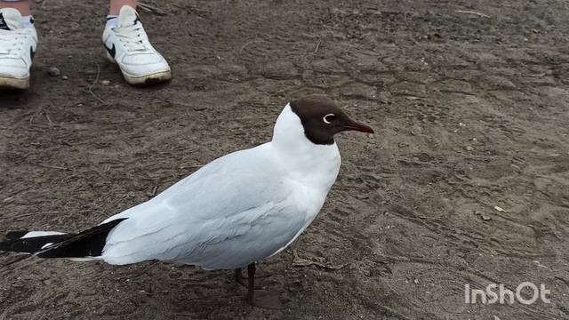 Птицам уже не хватает корма в воде.Не пора ли задуматься о том чтобы было меньше сетей? смотреть онлайн