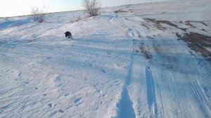 Русский спаниель 6 месяцев