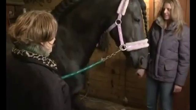 Фризская порода лошадей, программа Живой дом смотреть онлайн