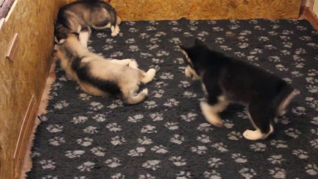 Щенки маламута играют смотреть онлайн