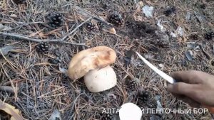 БЕЛЫЙ ГРИБ В ЛЕНТОЧНОМ БОРУ АЛТАЙСКОГО КРАЯ