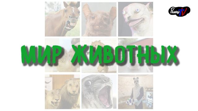 Анонс