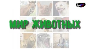 Анонс