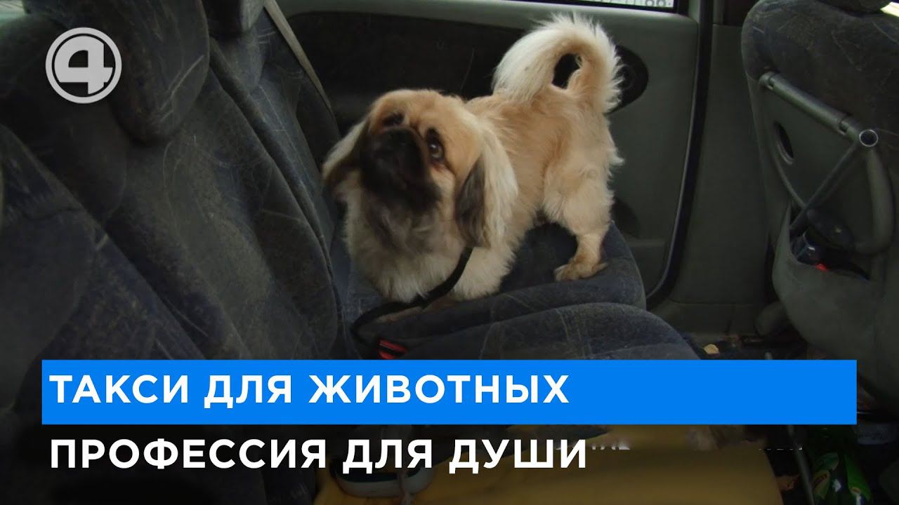 Личный таксист для животных. Кто на самом деле перевозит наших питомцев?