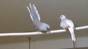 aviary birds Бриллиантовая горлица geopelia cuneata мусича