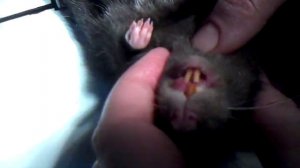 Trimming of teeth in rats. Подстригание зубов у крысы.