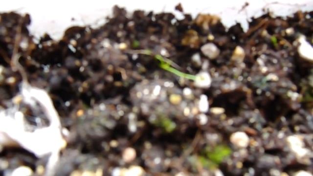 АСТИЛЬБА, ОБРИЕТТА, МАРГАРИТКА, ГВОЗДИКА. ПЕРВЫЕ ВСХОДЫ РАССАДЕ 12 ДНЕЙ. смотреть онлайн