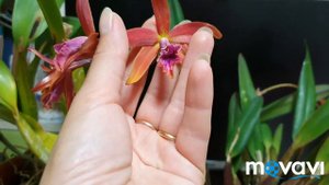 laelia Zip второе цветение.