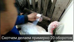 Простой способ забоя индюшки