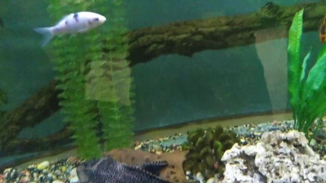 зоопарк Владивосток смотреть онлайн