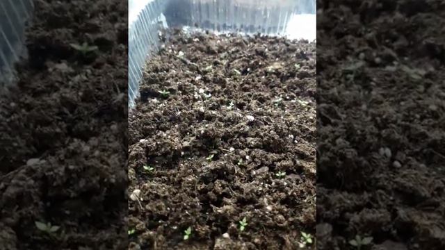 Еустома,місяць після посіву! Щоденник сходів! #эустома смотреть онлайн