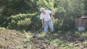 Картофель сорт Лада (часть 3)