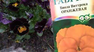 Как посадить "Анютины глазки"?Очень просто!!