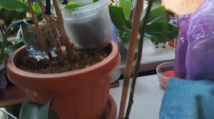 Азиацкая орхидеечка Будда Треже ЗАЦВЕЛА,спустя 3,5 года!🌺🌺🌺🌺