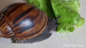 АХАТИНА АХАТИНА ТИГР - БУДУЩИЙ РЕКОРДСМЕН!