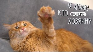 МЫ ХОТЕЛИ ДРУГОГО КОТА