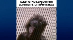 История мема — ЛАСКА ИЗ ОТРЯДА САМОУБИЙЦ