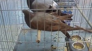 Очень большие голуби!