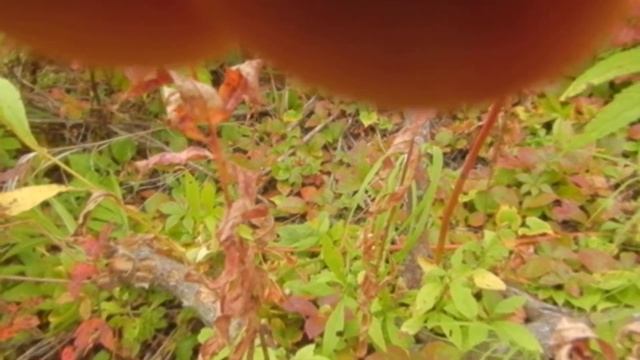 сбор ягоды и продажа сока красники клоповки в Москве смотреть онлайн