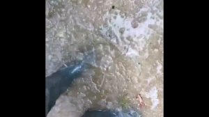 Расчистка участка от деревьев и осушение болота  / ГАЛЕОН СПБ