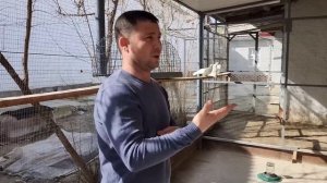 В гостях у Руслана Узбекистан г.Джизак.Разговор о селекции  голубей, двухчубые. #голуби #обзор