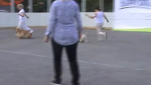 Фильм 2 моно Мистер Пёс 29 06 14г палевые и шоколад смотреть онлайн