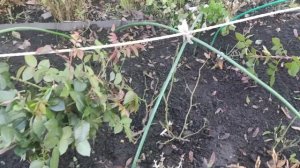 Ставлю дуги для укрытия роз