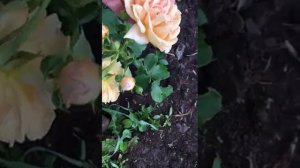 Роза БРОУНИ (Brownie)