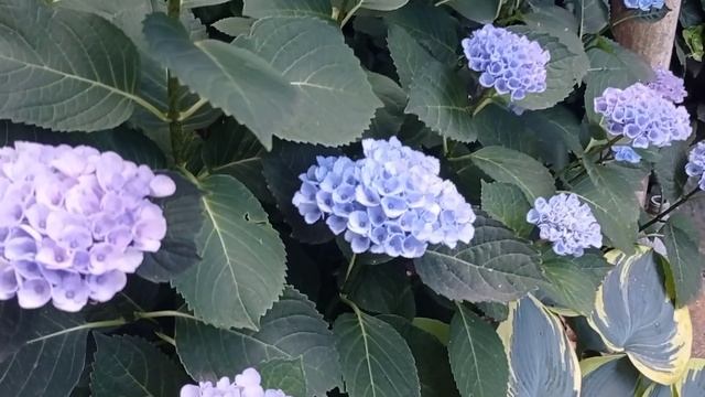 Гортензии с названиями сортов в моем саду. смотреть онлайн