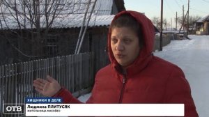 Атака волков на уральский посёлок