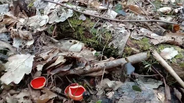 Саркосцифа алая. Где растёт и как выглядит смотреть онлайн