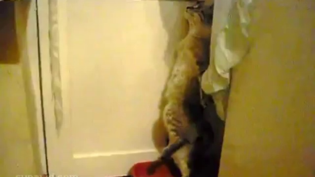 Стеснительный кот