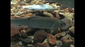 Видео-экскурсия _Озеро Байкал- мировое наследие_.mp4