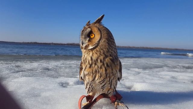 Совёнок Кёрби на льдине смотреть онлайн