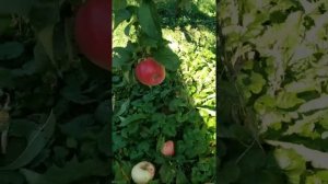 яблоня Жемчужина Киева-одна из лучших