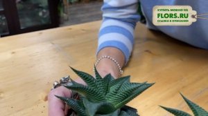 Хавортия Лимифолия Твист - танцующий суккулент | Эффектное комнатное растение