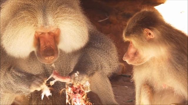 Meat Eater Hamadryas Baboon, Perth Zoo, Australia смотреть онлайн