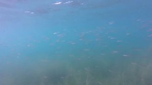Подводная охота на Кету