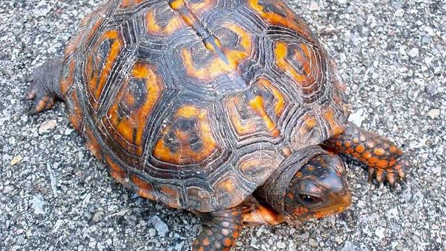 MEXICAN AMERICANS смотреть онлайн