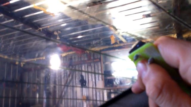 Снятие старой тонировки с заднего стекла смотреть онлайн